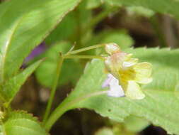 Image of small balsam