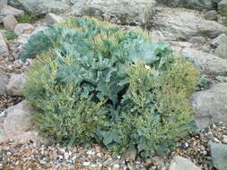 Image of sea kale