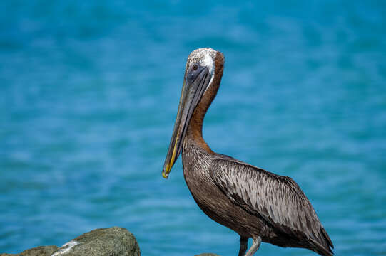 Image of Pelecanus occidentalis occidentalis Linnaeus 1766