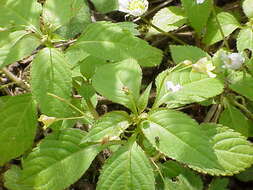 Image of small balsam