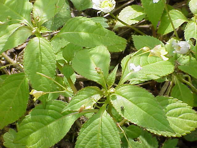 Image of small balsam