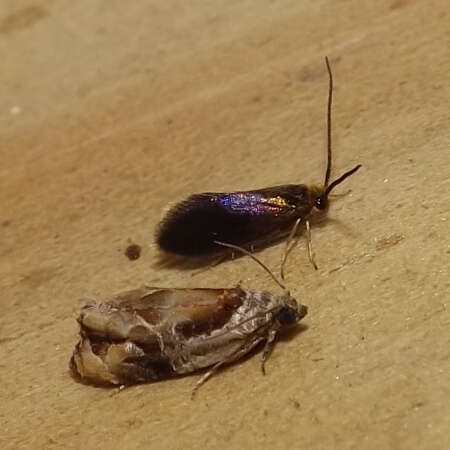 Image of Goldcap Moss-eater Moth