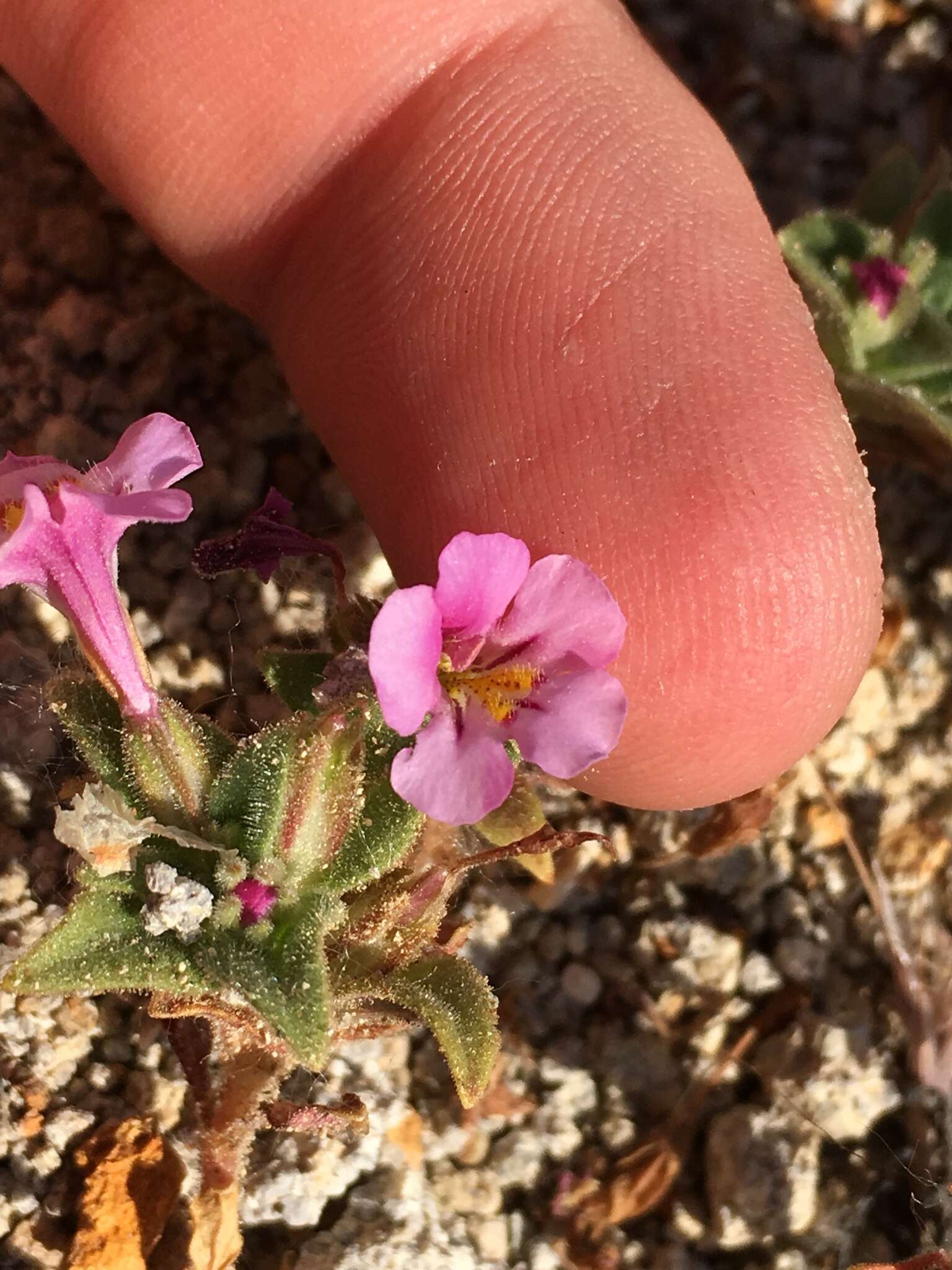 Image of eggleaf monkeyflower