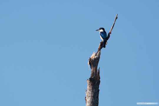 Image of Forest Kingfisher