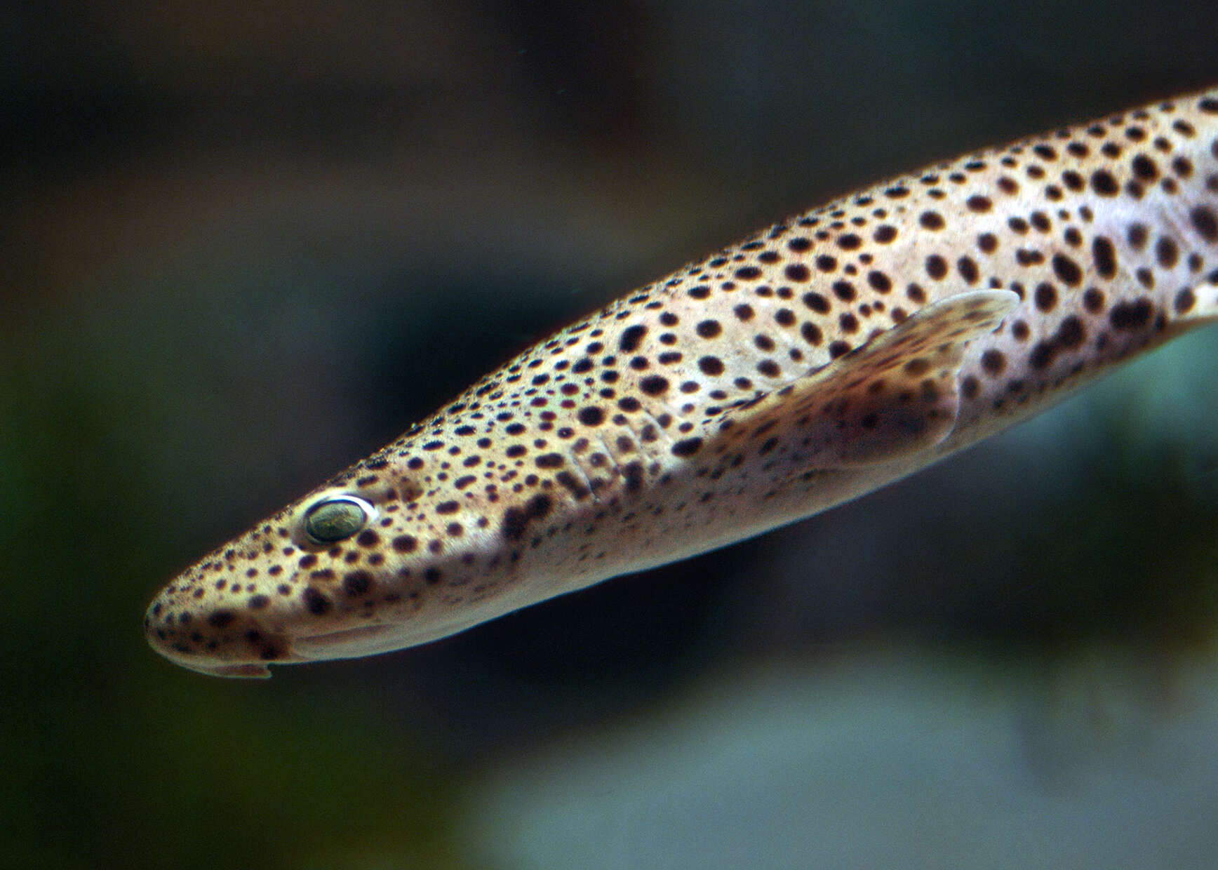 Image of Nursehound