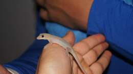 Image of Common House Gecko