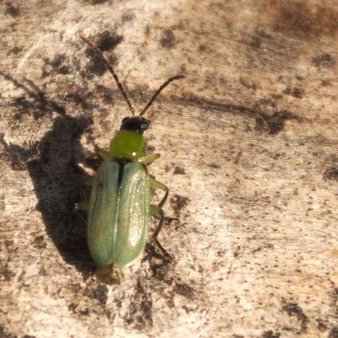 Plancia ëd Diabrotica longicornis (Say 1824)