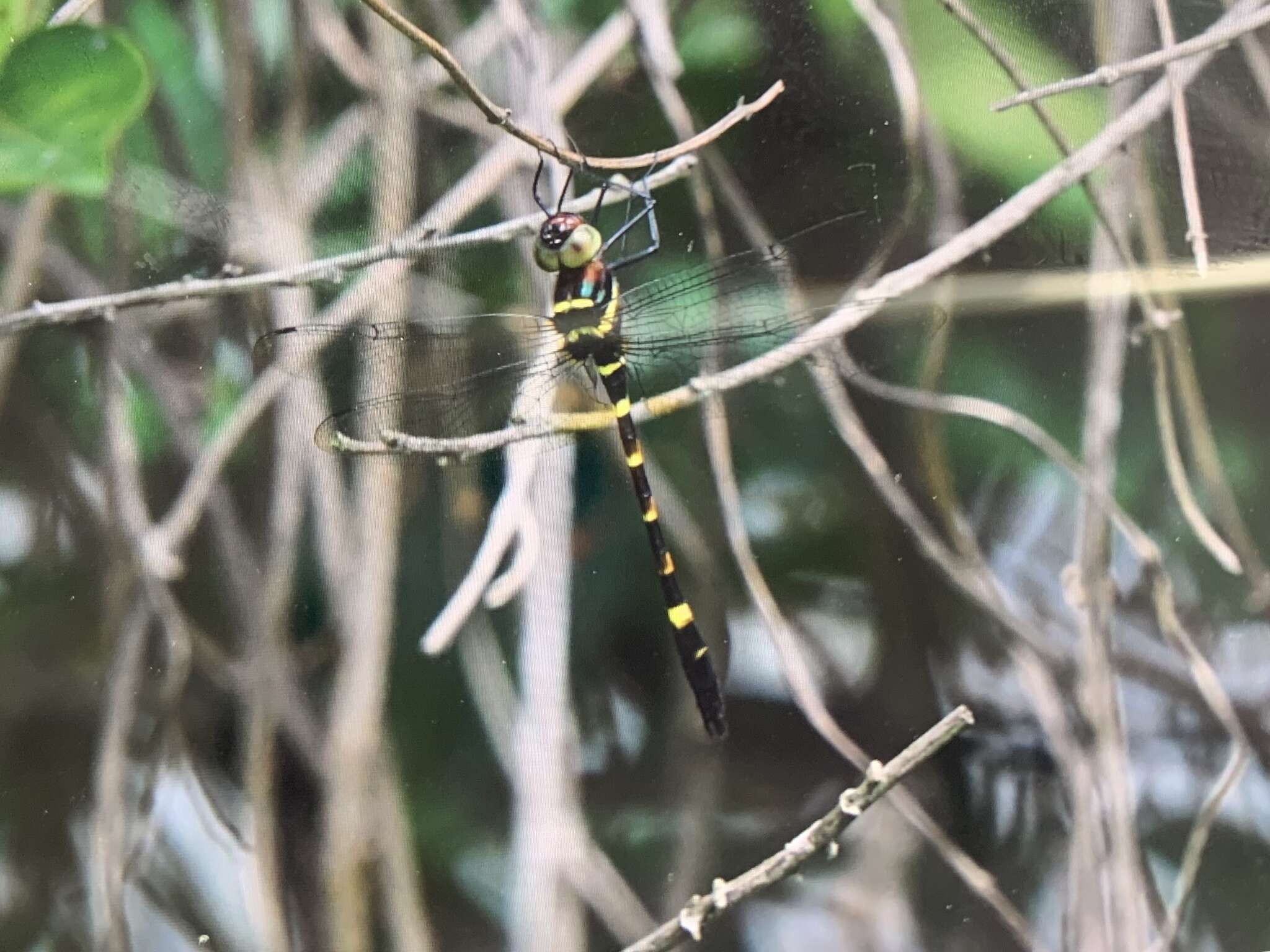 Image of Macromia berlandi Lieftinck 1941