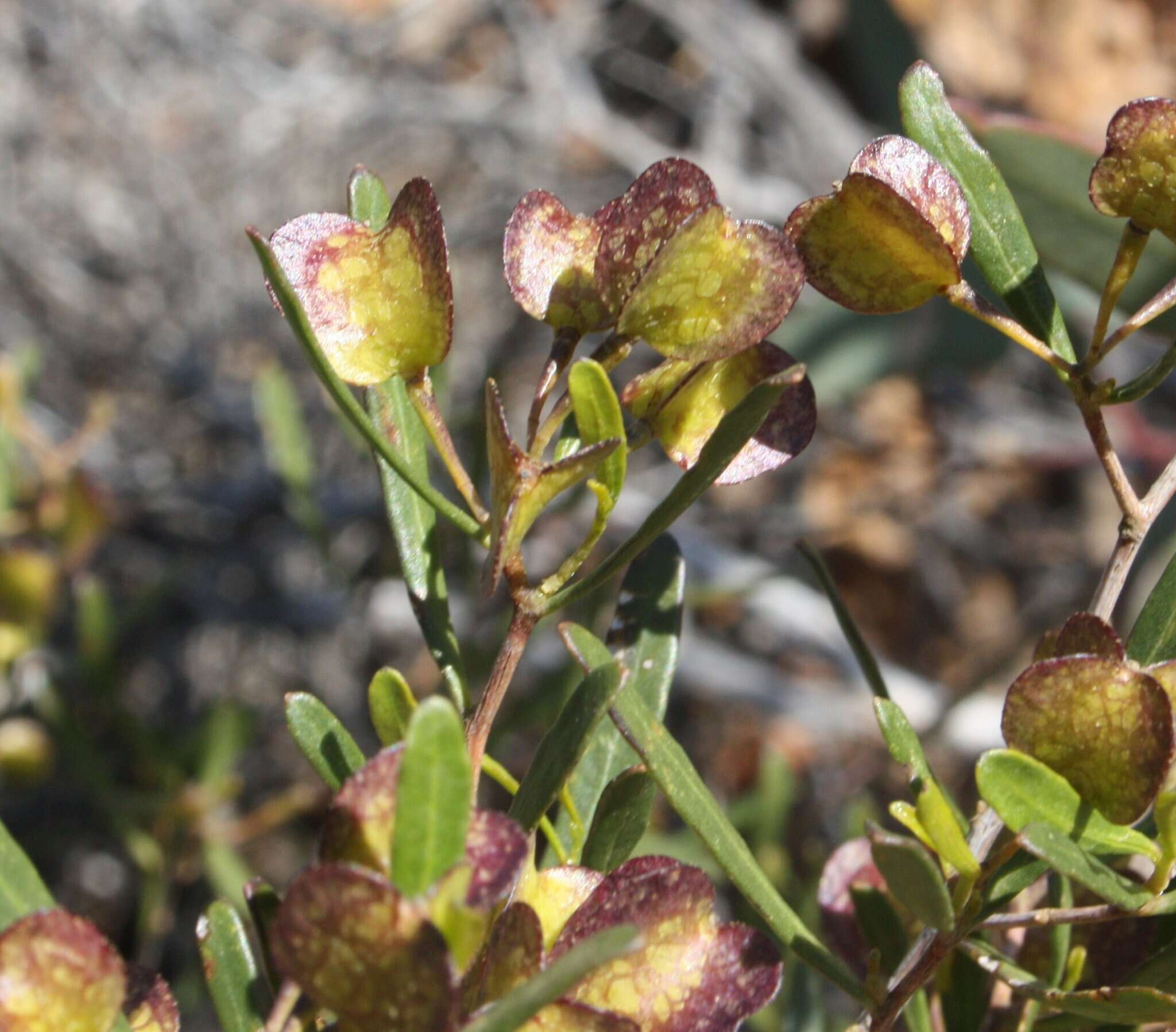 Image of Dodonaea amblyophylla Diels