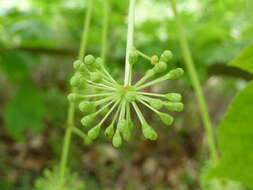 Image of castor aralia