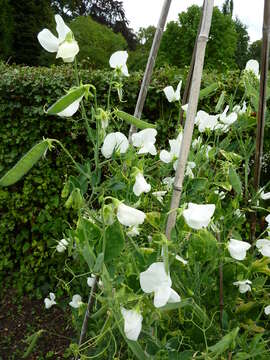 Image of Sweet Pea