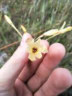 Image of Ixia paniculata D. Delaroche