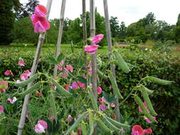 Image of Sweet Pea