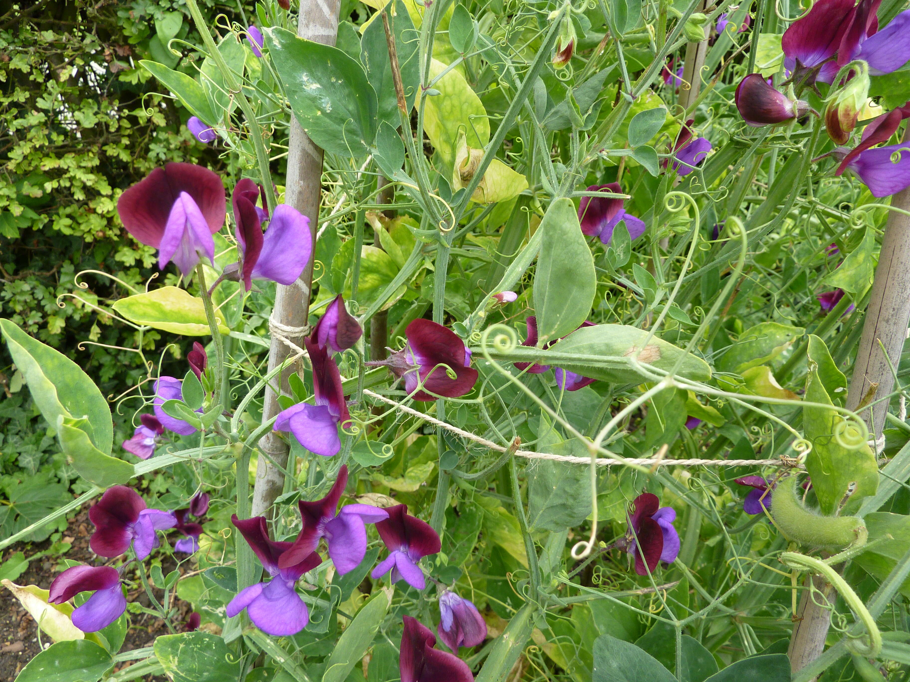 Image of Sweet Pea