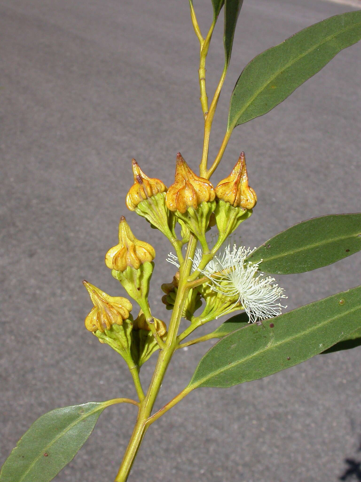 Слика од Eucalyptus pterocarpa C. Gardner ex P. J. Lang