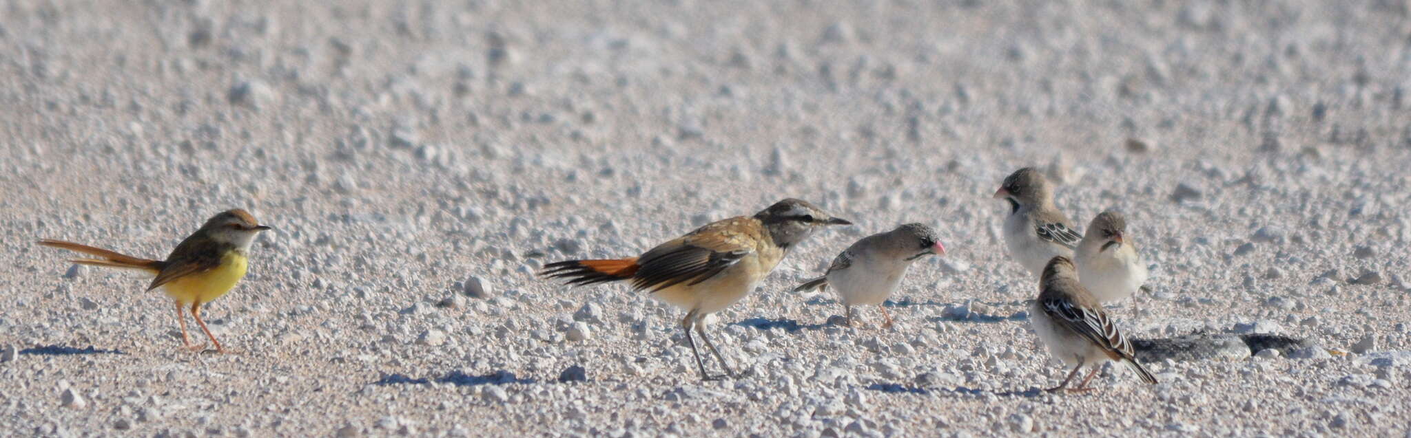 صورة Bitis caudalis (A. Smith 1839)