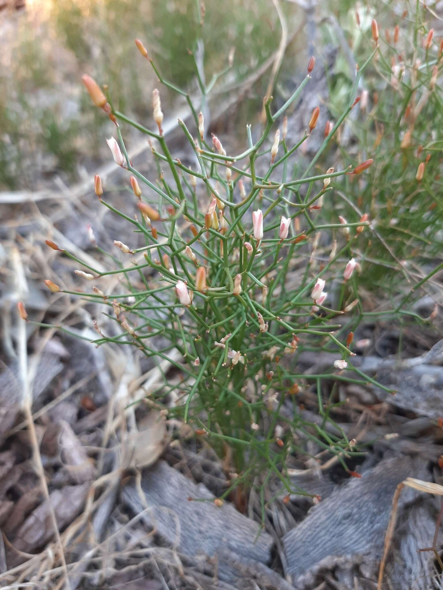 Image of Corynotheca micrantha (Lindl.) Druce