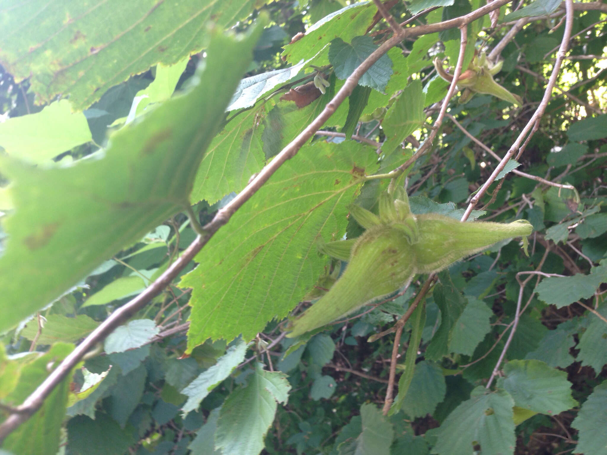 Image of Corylus sieboldiana Blume