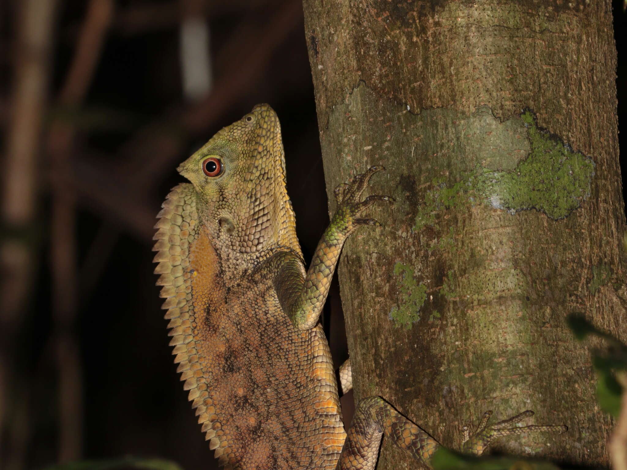 Image of Abbott's Crested Lizard