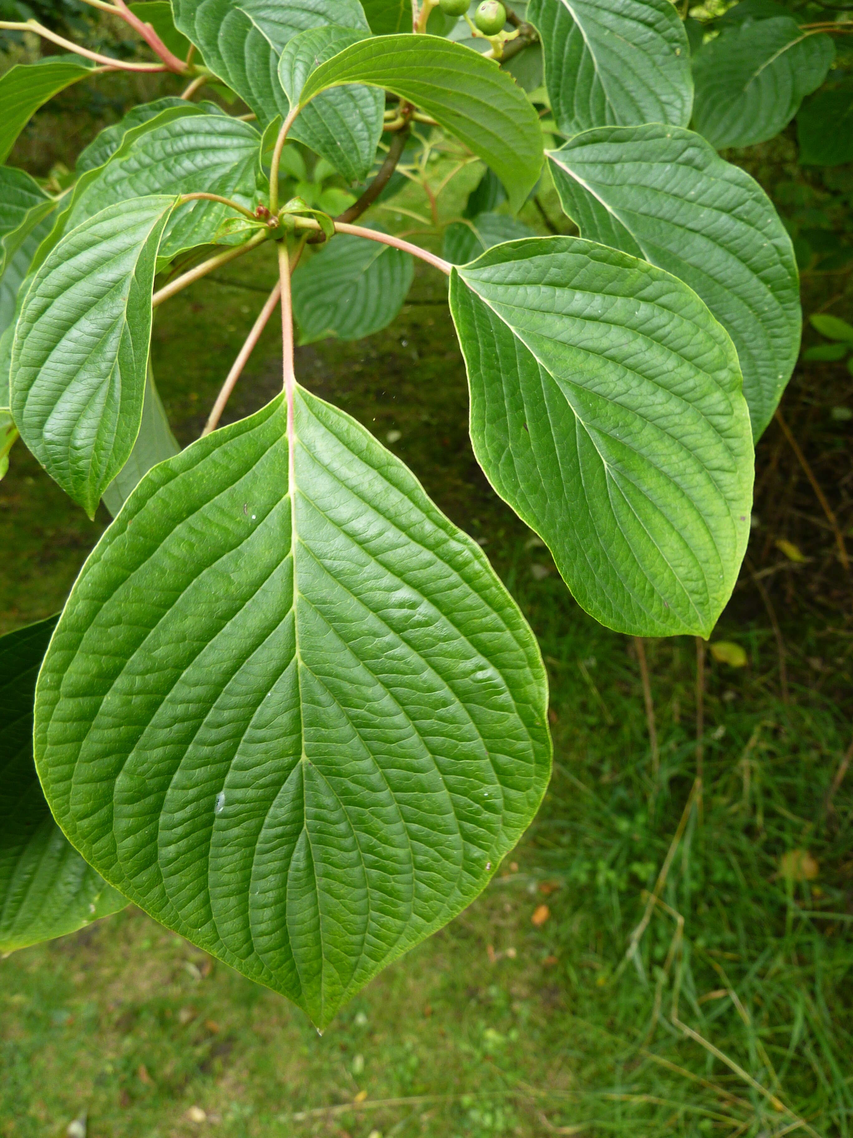 Image of giant dogwood