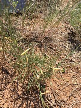 Image of lesser rushy milkvetch