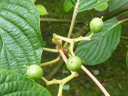 Image of giant dogwood