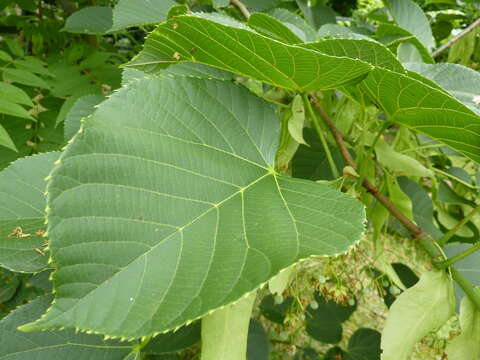 Image of Tilia nobilis Rehder & E. H. Wilson