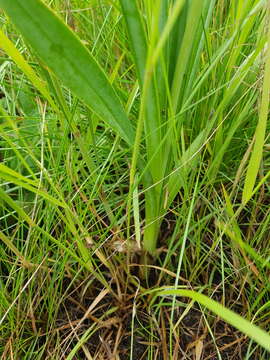 Image of Kniphofia typhoides Codd