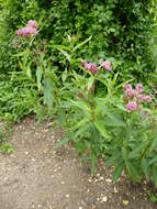 Image of swamp milkweed