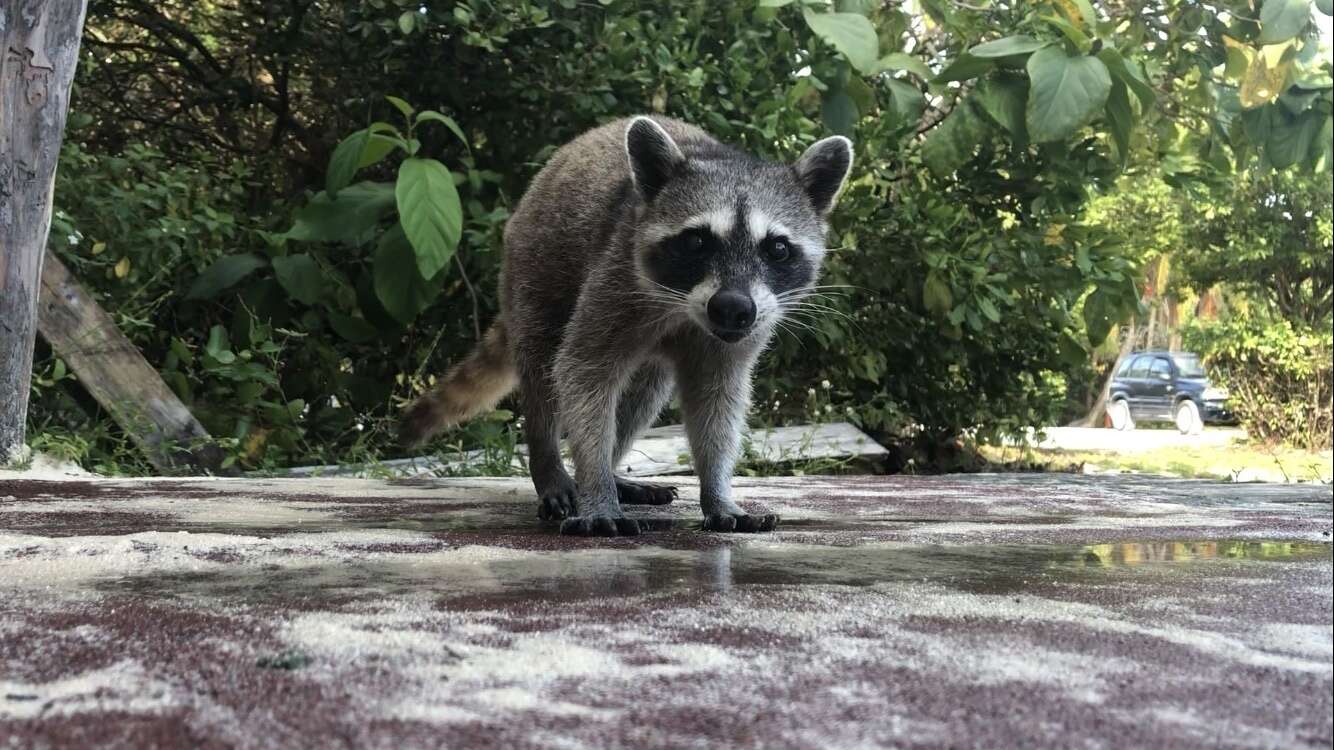 Image of Cozumel Island Raccoon