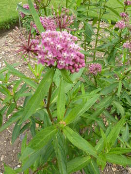 Imagem de Asclepias incarnata L.