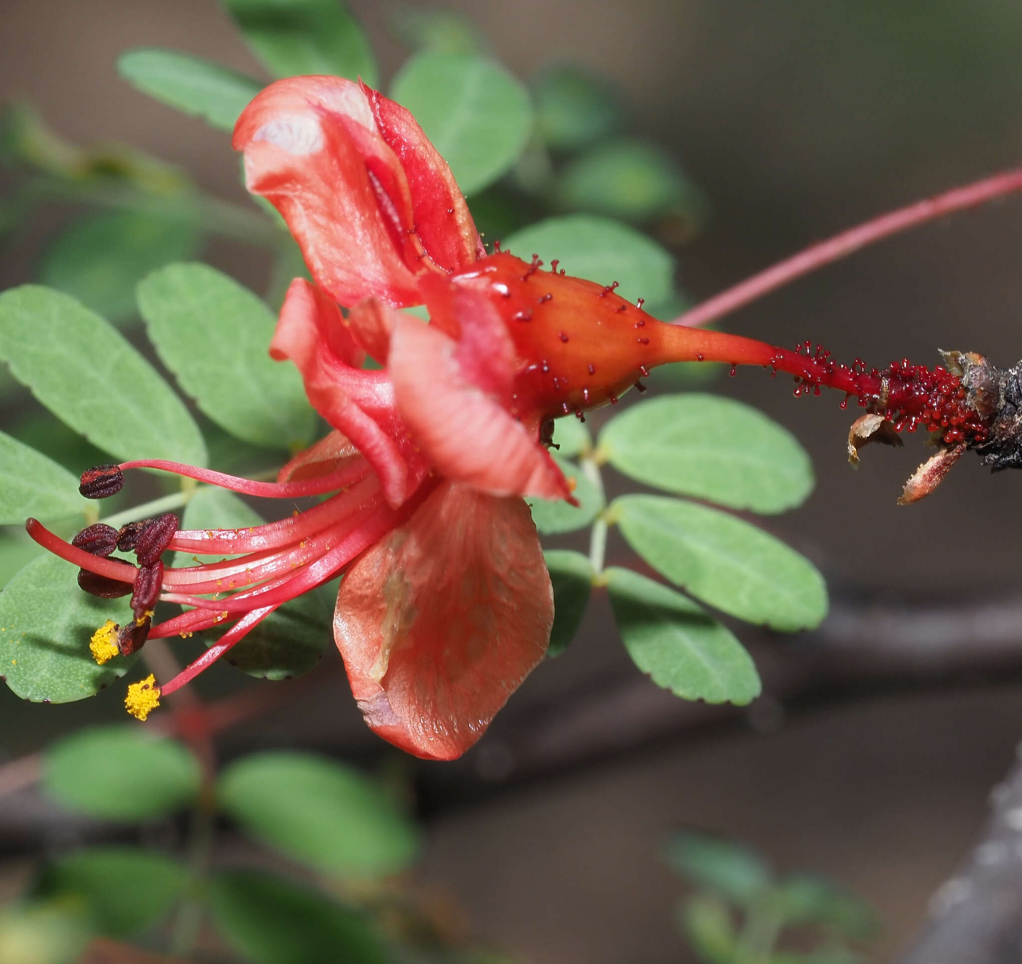 Image of <i>Erythrostemon melanadenius</i>