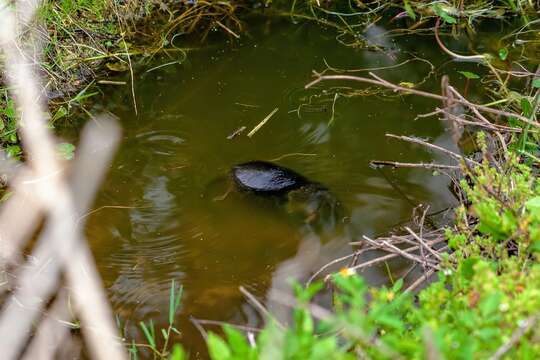 Image of Round-tailed Muskrats