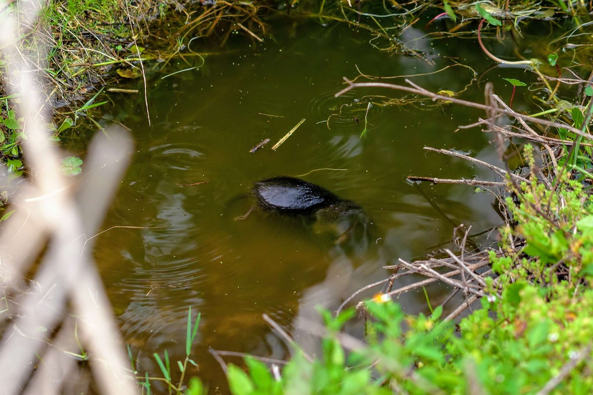 Image of Florida Water Rat