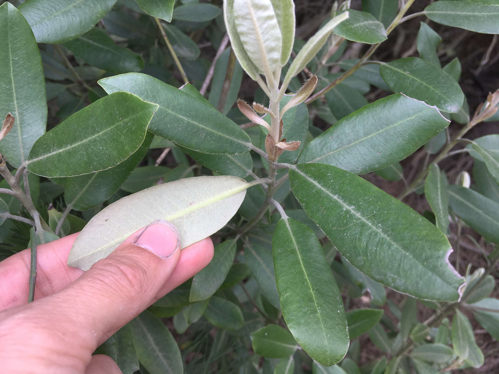 Pittosporum ralphii T. Kirk resmi