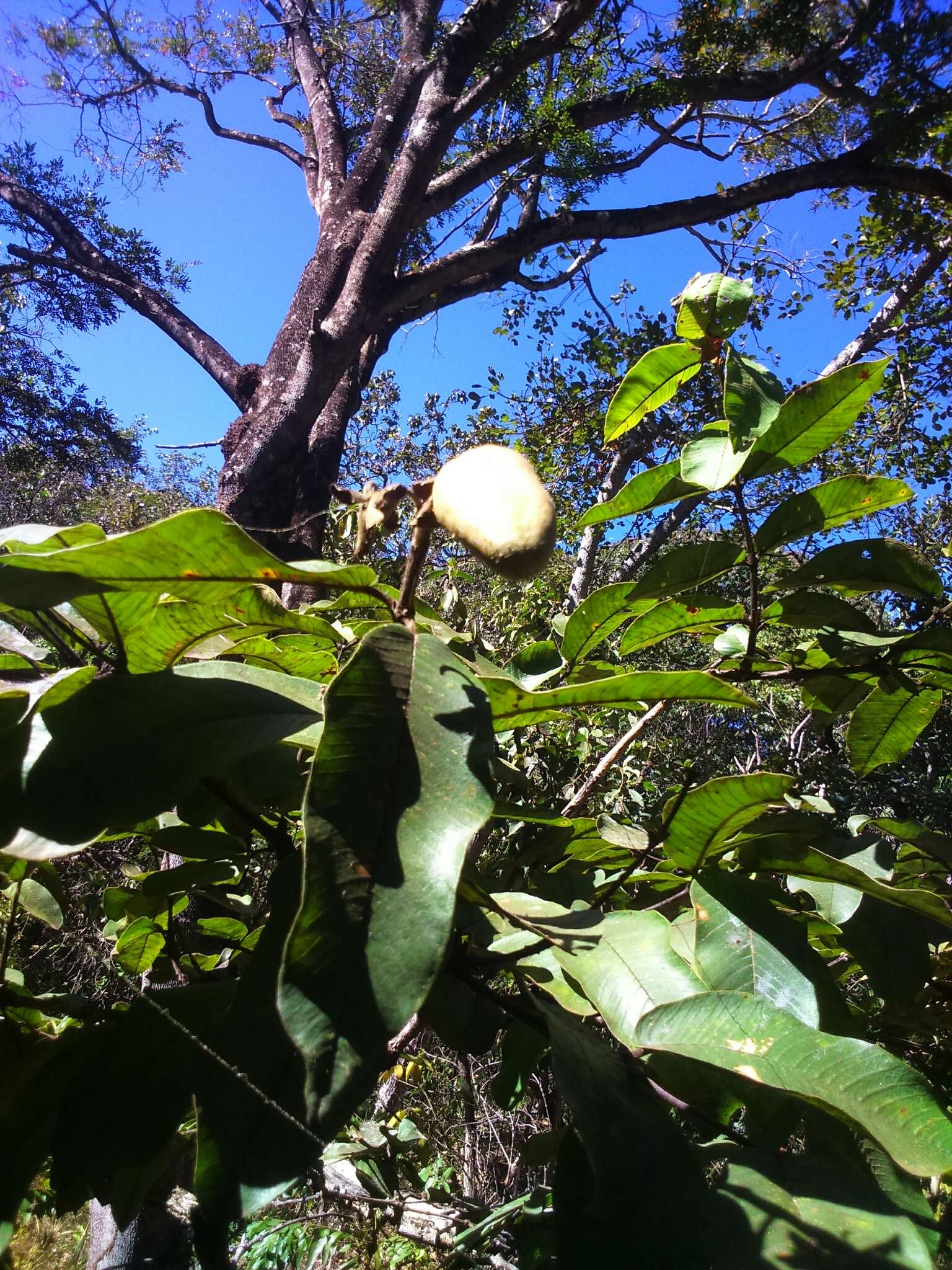 Image of Qualea grandiflora Mart.