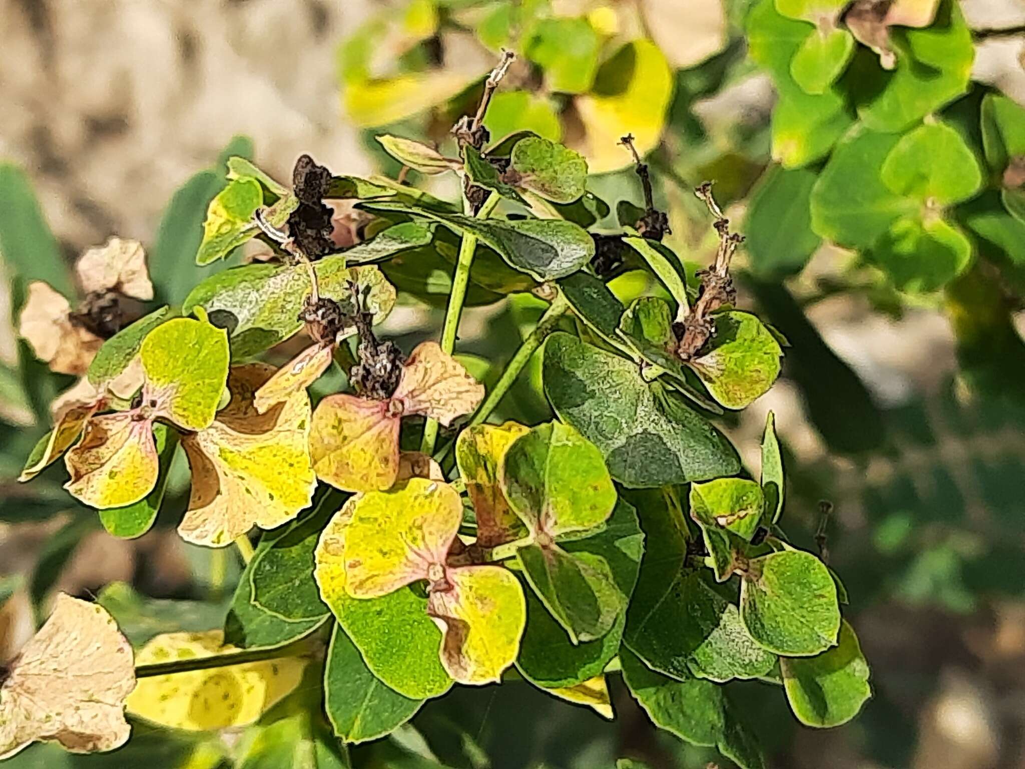 Image of Euphorbia iberica Boiss.