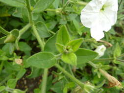 صورة Petunia axillaris (Lam.) Britton