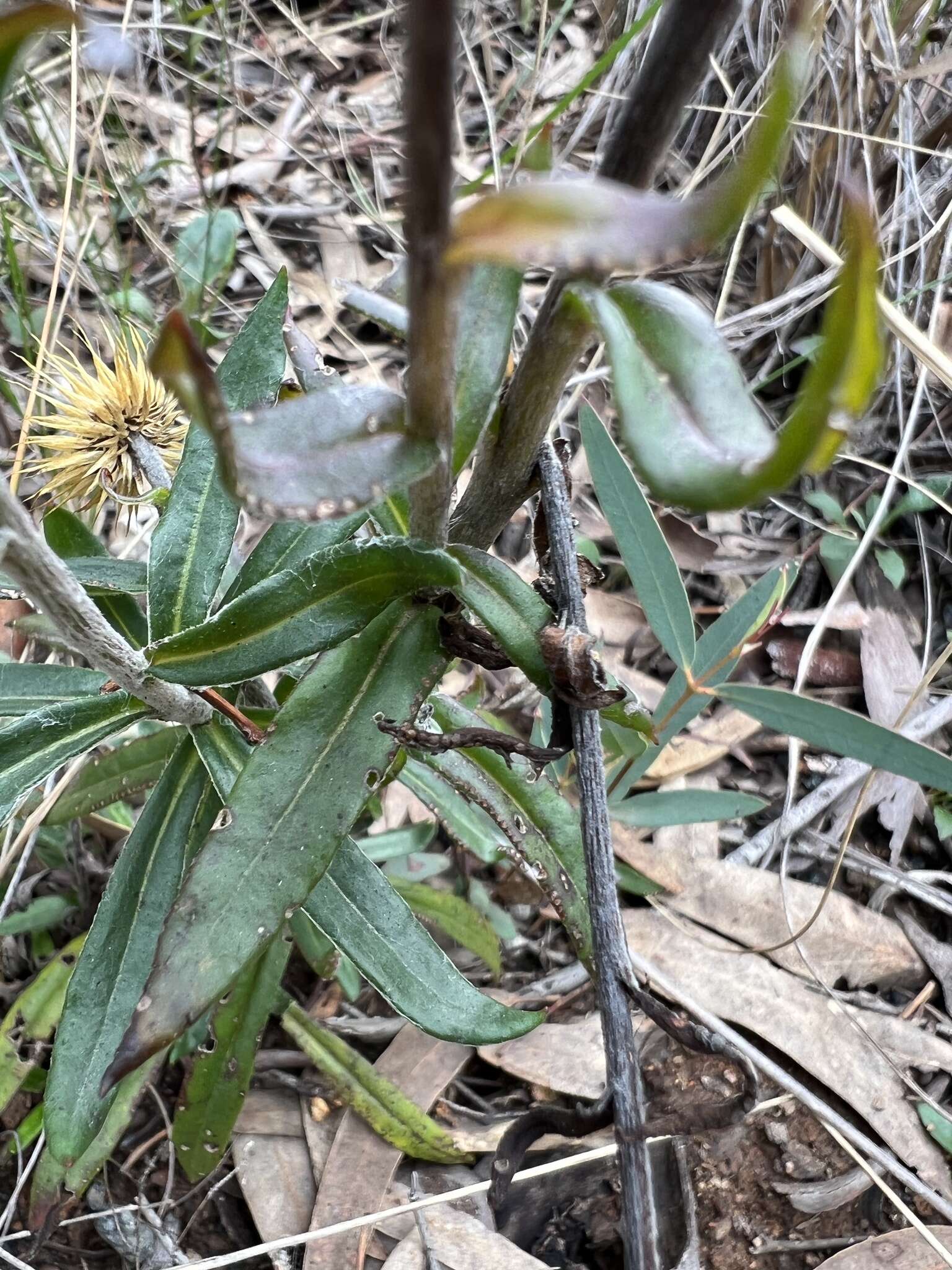 Image of Coronidium oxylepis (F. Müll.) Paul G. Wilson