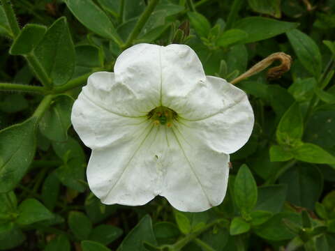 صورة Petunia axillaris (Lam.) Britton