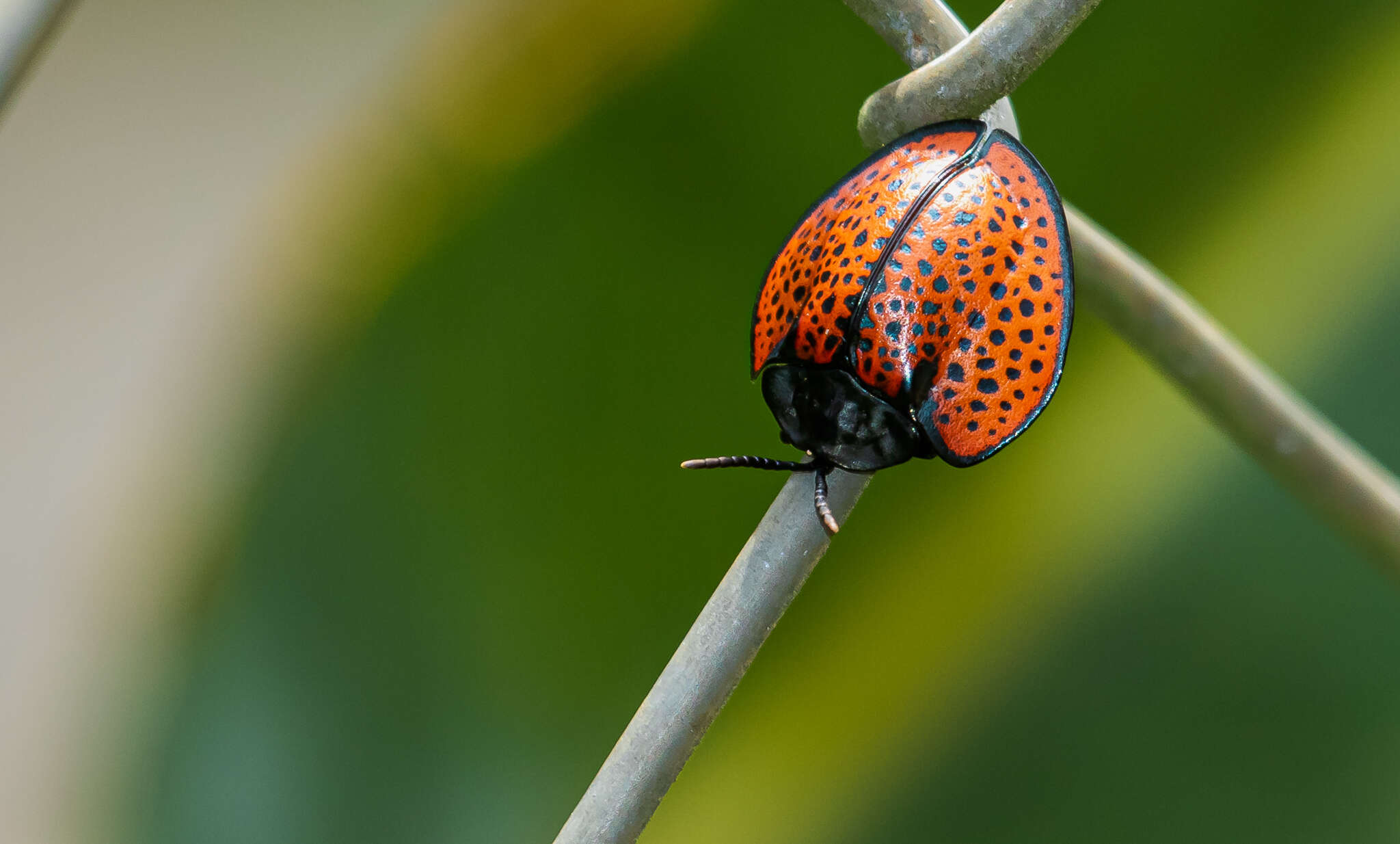 Image of Eugenysa columbiana (Boheman 1850)