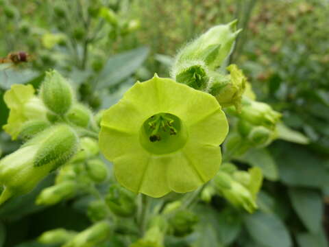 Image of Aztec tobacco