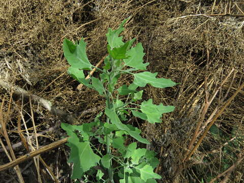 Image of pitseed goosefoot