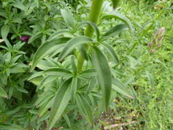 Image of garden snapdragon