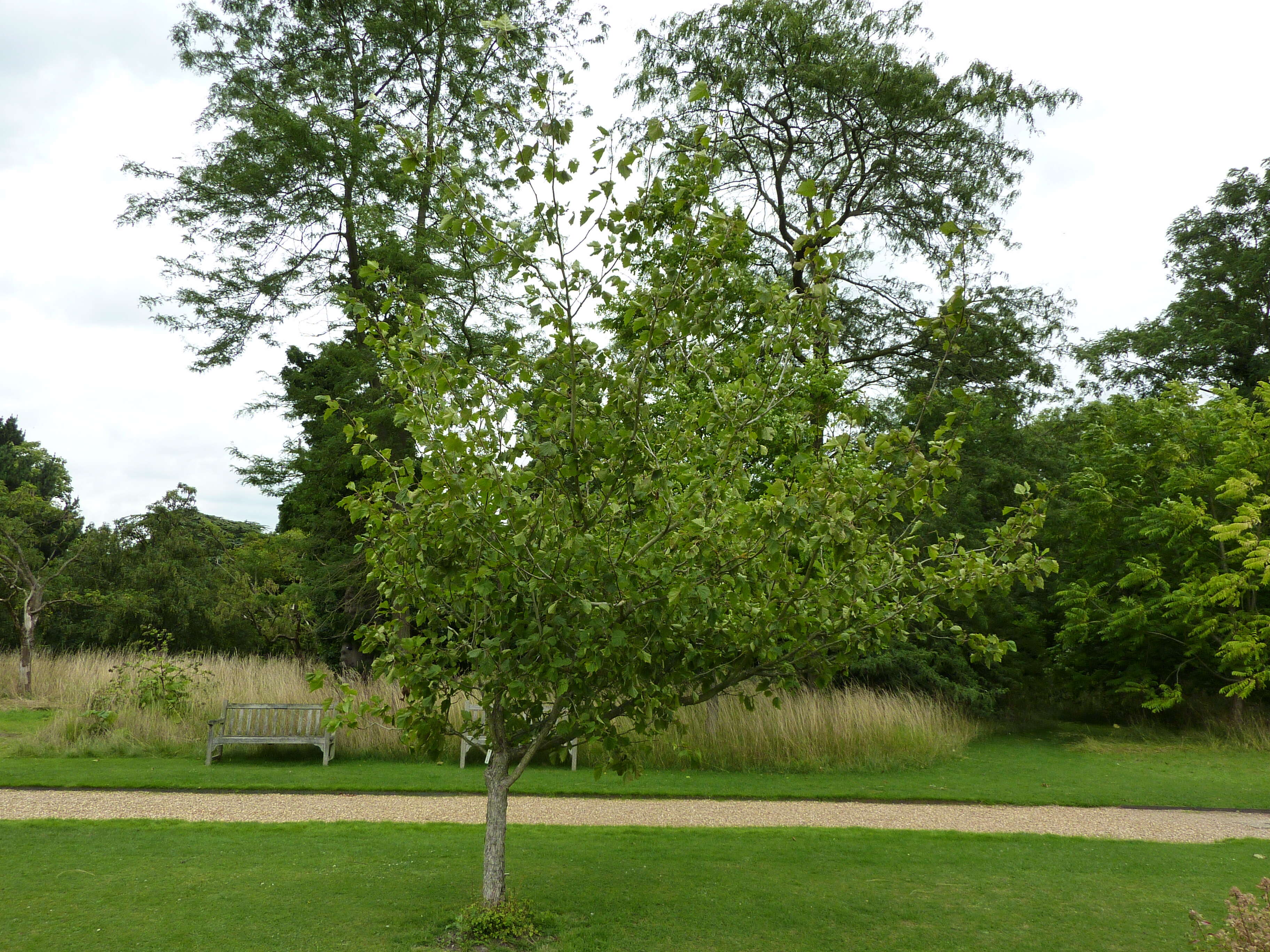 Image de Crataegus mollis (Torr. & Gray) Scheele