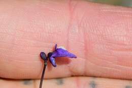 Image of Utricularia dichotoma subsp. monanthos