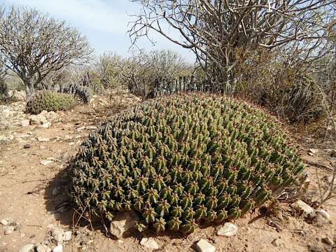 Image of Euphorbia officinarum L.