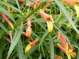 Image de Lobelia laxiflora Kunth