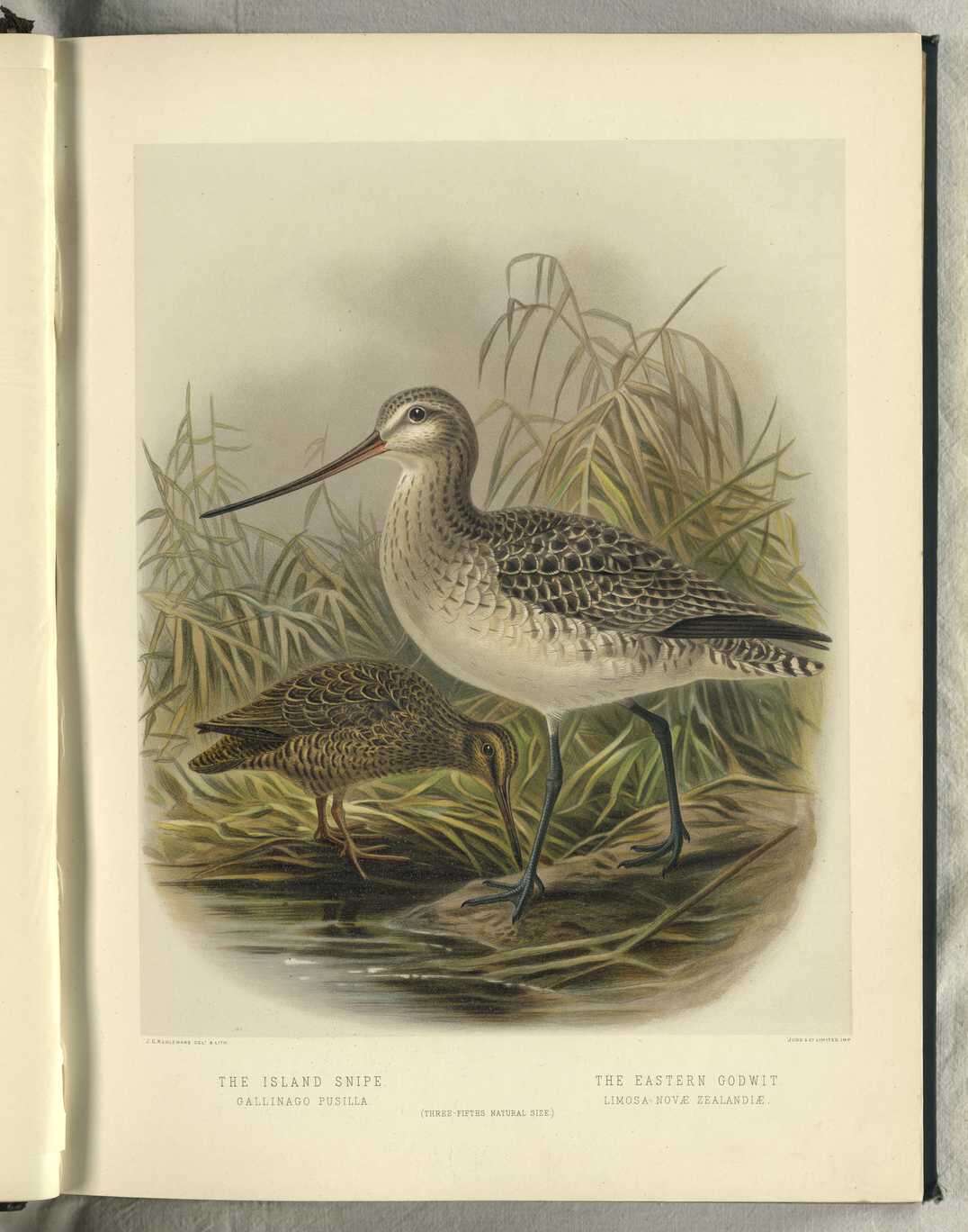 Image of Chatham Island Snipe