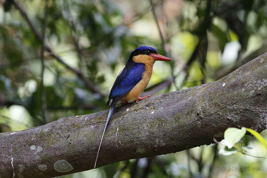 Image of Buff-breasted Paradise Kingfisher